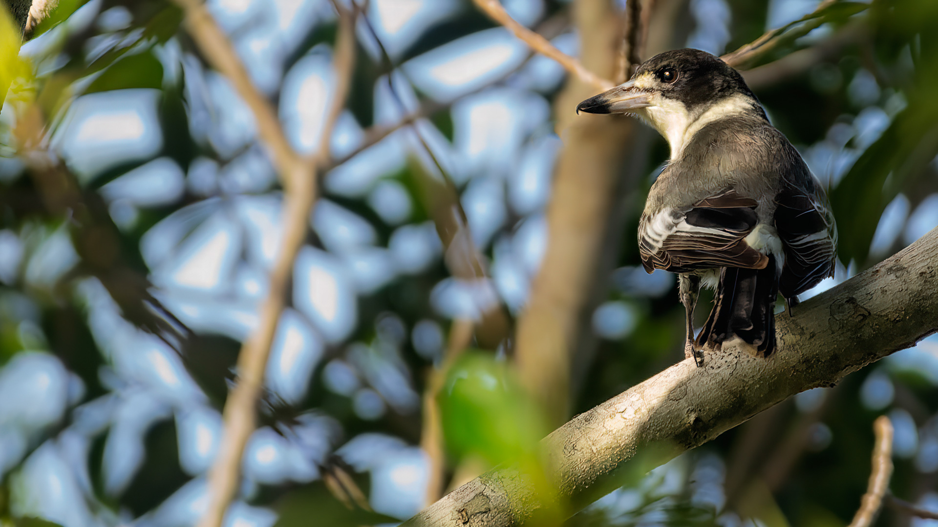 Graurücken-Würgatzel